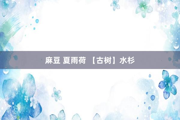 麻豆 夏雨荷 【古树】水杉